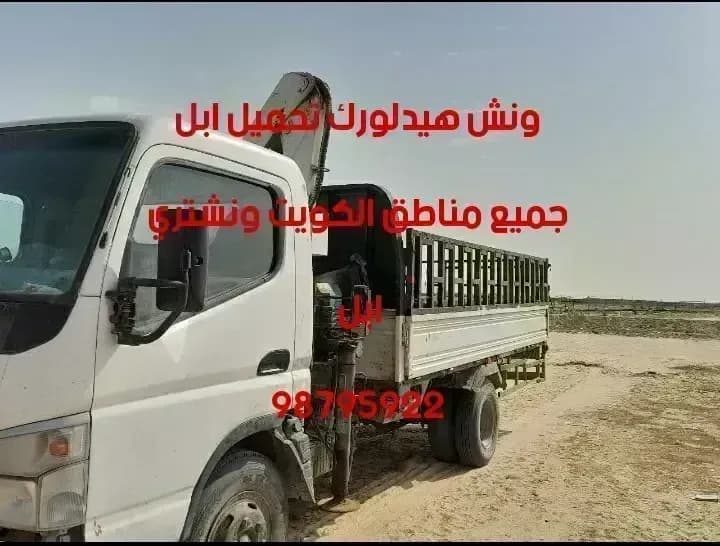 بيع إبل