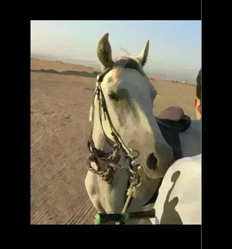 خيول