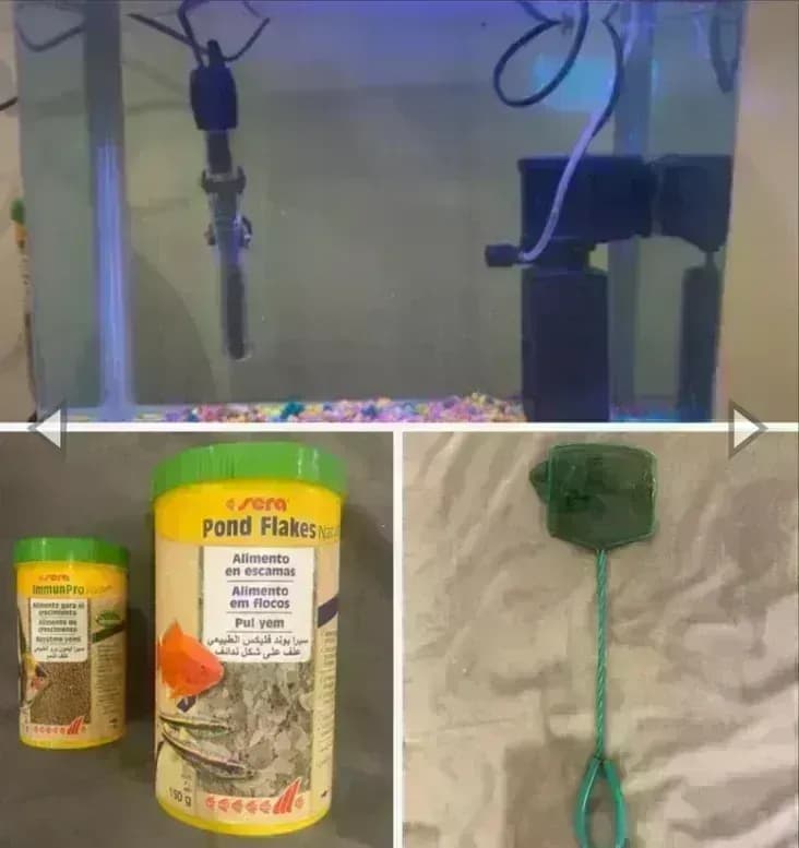 fish tank and algae eating cleaning fish