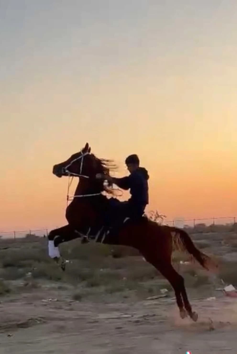 حصان