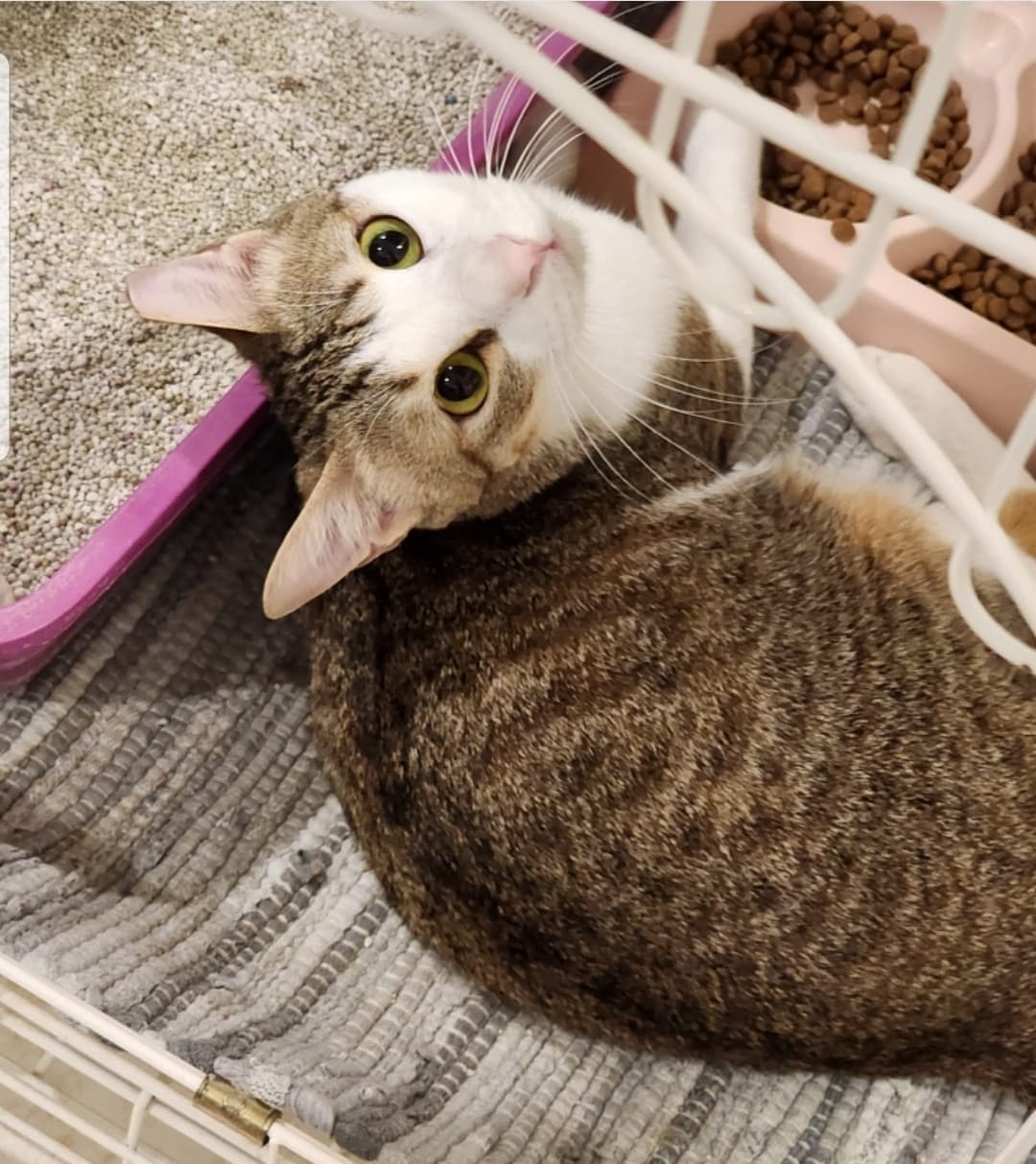 للتبني/ For adoption