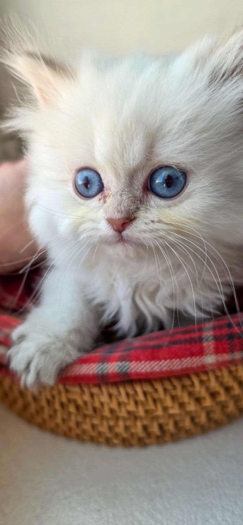كتنز بريتيش لونغ هير British Long hair kittens
