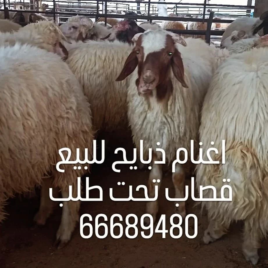 قصاب ذبايح بالكويت/66689480