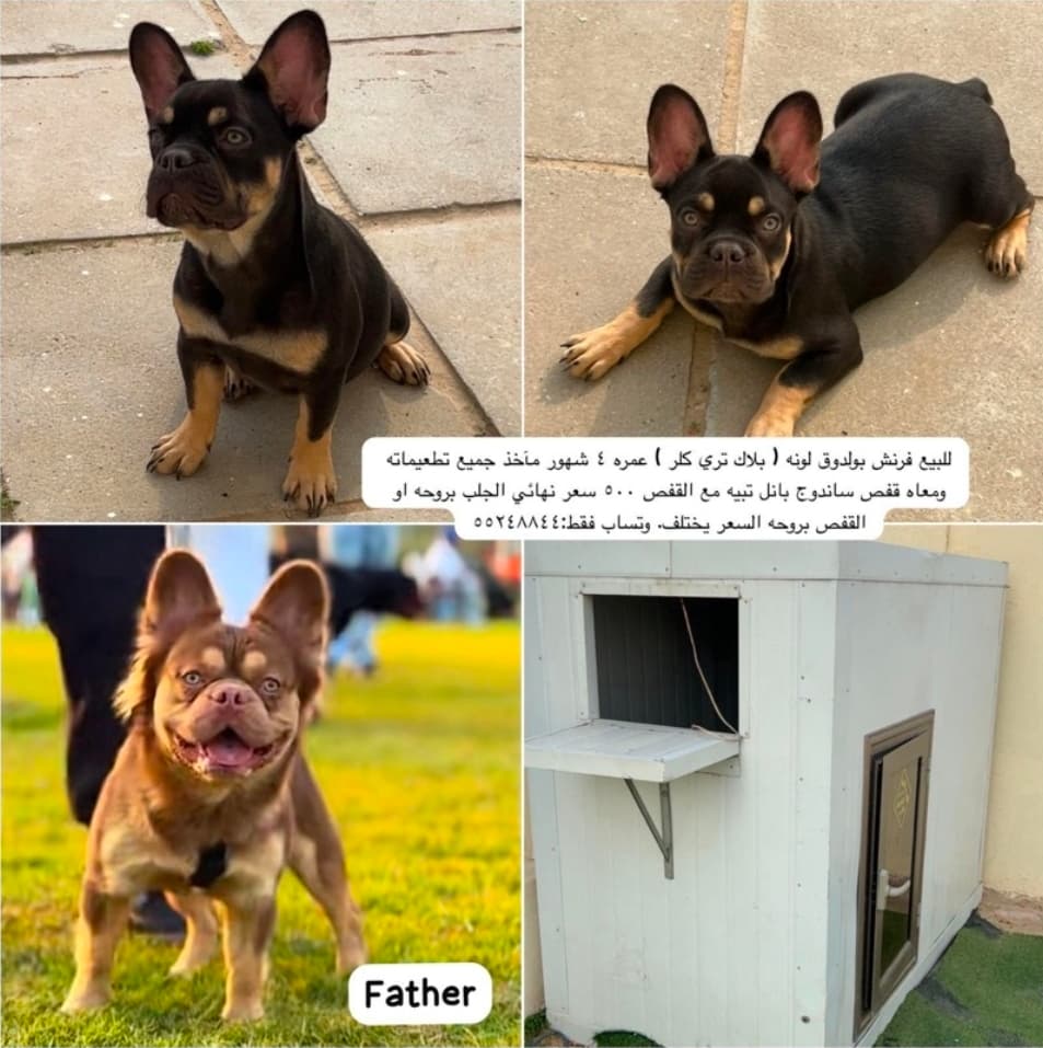 فرنش بولدوق