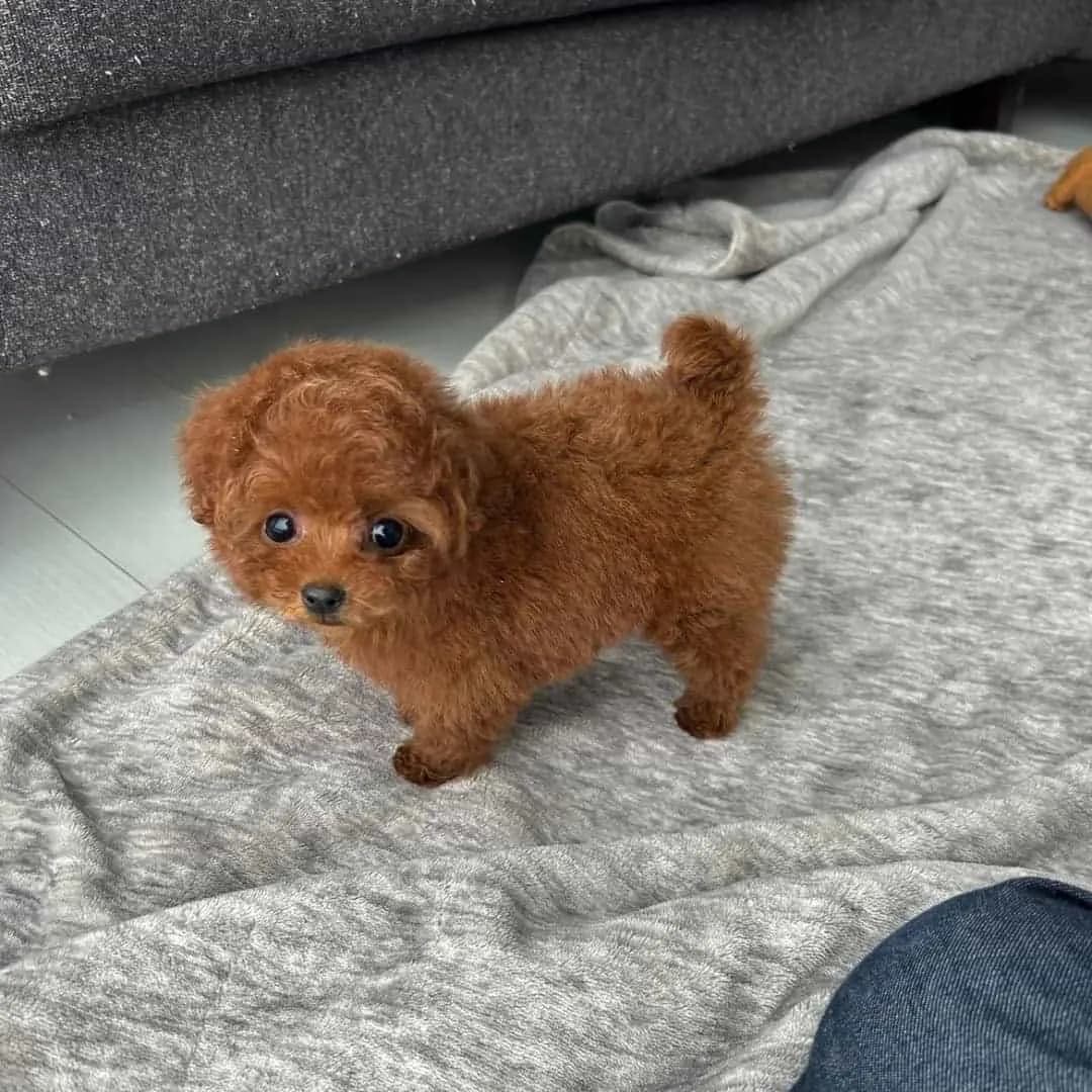 Toy poodle puppies